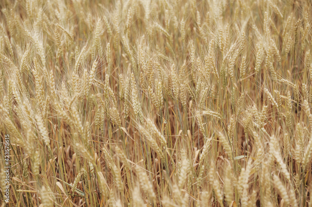 golden wheat field in summer golden wheat field in summer