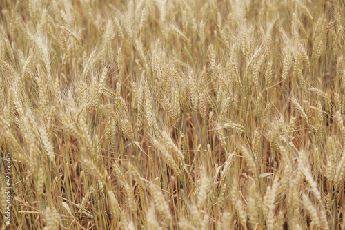 golden wheat field in summer