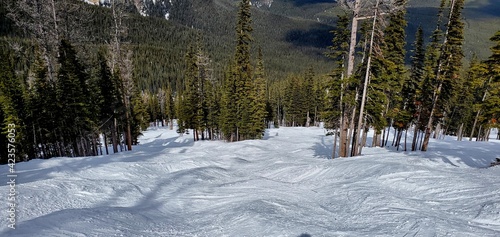 Принти на полотні The mogul ski runs in the forest at Nakiska Ski Slope at Kananaskis Alberta Cana