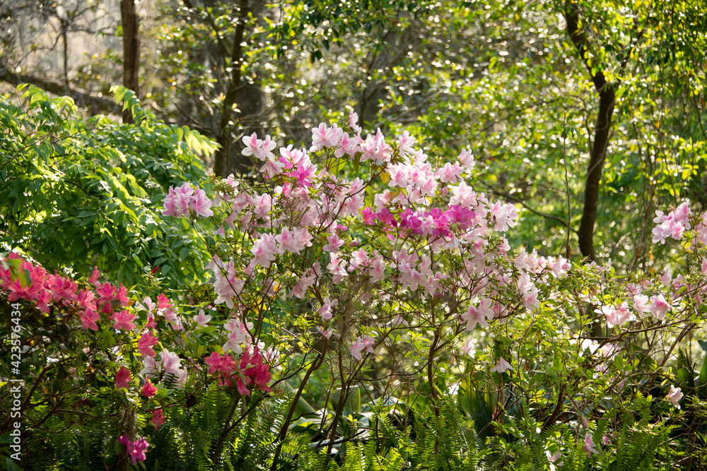 Azaleas blooming in the sunshine at the Ravine Gardens State Park