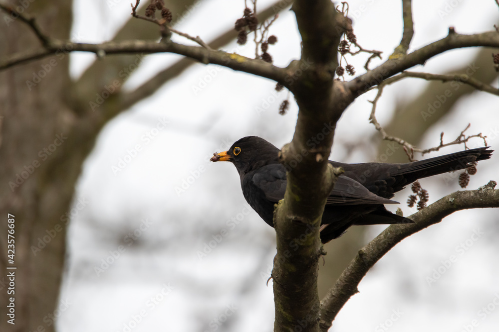 Amsel Amsel
