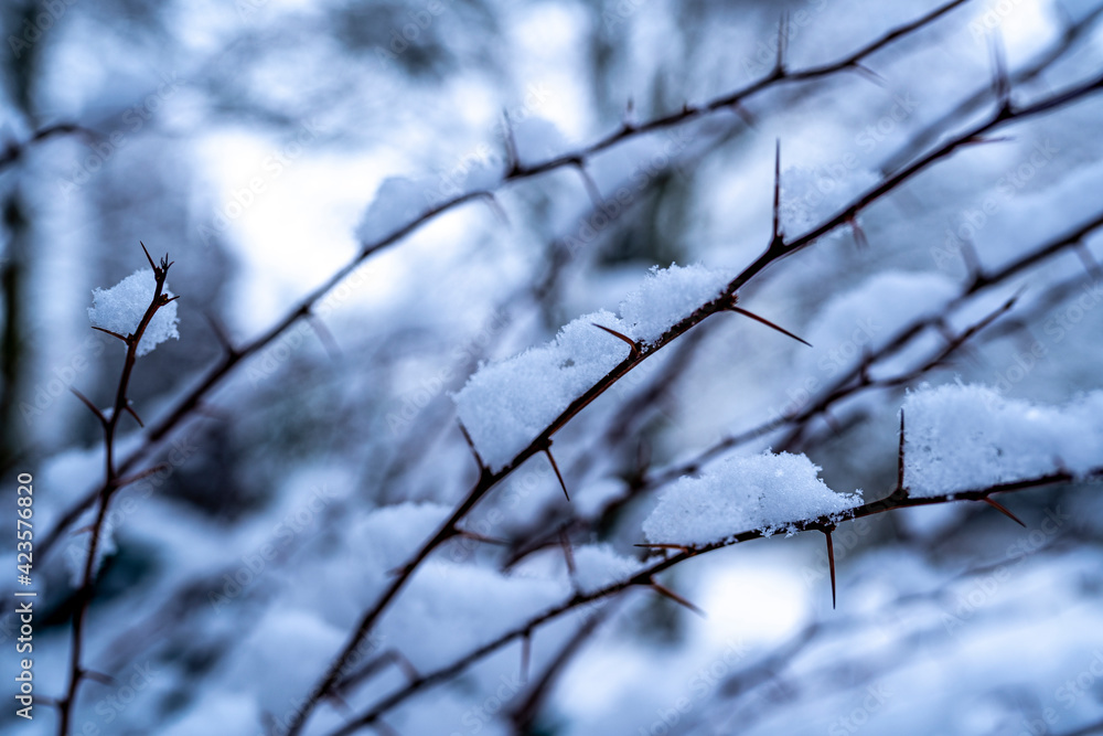 Winterlandschaft: Schnee an Bäumen, Zweigen