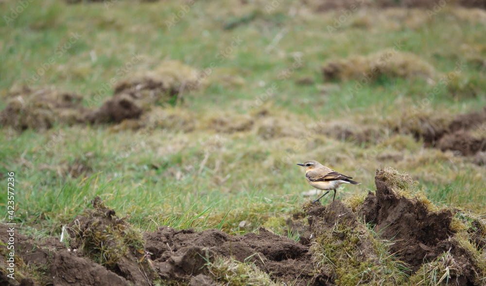 A male Wheatear (Oenanthe oenanthe) searching for food amongst mud and grass on Salisbury Plain in March   