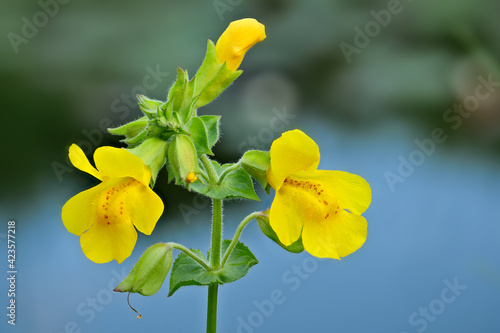 gelbe gauklerblume, mimulus guttatus, nahaufnahme von blüten und blättern mit wasser im hintergrund