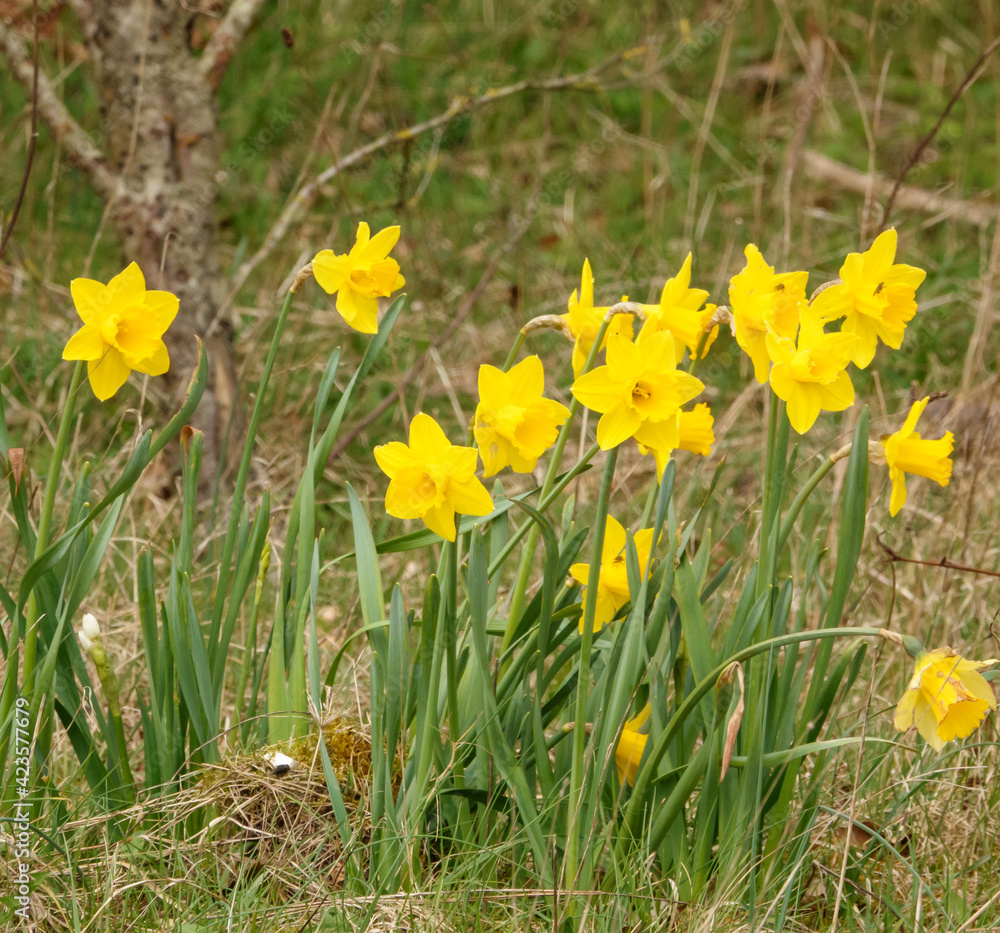 Fototapeta premium uk spring wild daffodils in full golden yellow bloom