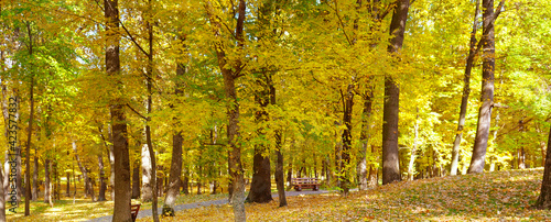 Golden autumn scene in a park, with falling leaves. Wide photo. © alinamd