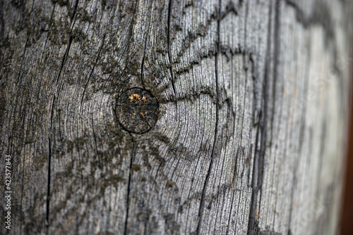 Canvas Print close up of wood, nacka, sverige, sweden, stockholm