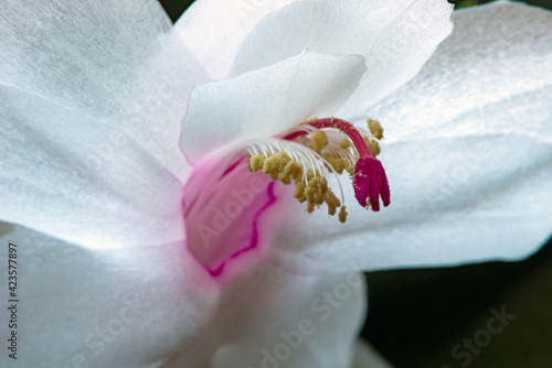 Photography white lily flower, nacka, sverige, sweden, stockholm