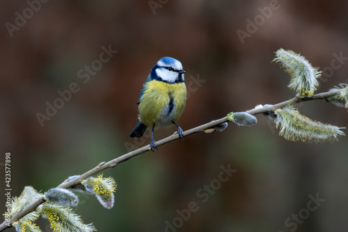 Eurasian Blue Tit (Cyanistes caeruleus) on a branch in a spring forest of Noord Brabant in the Netherlands. 