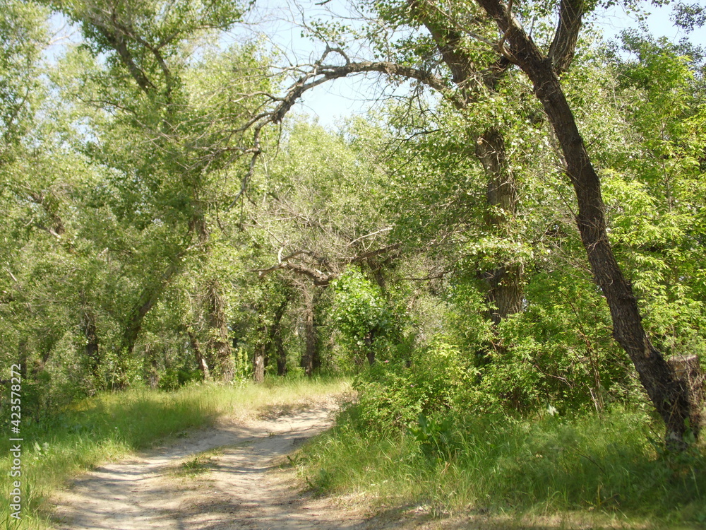 Fototapeta premium path in the forest
