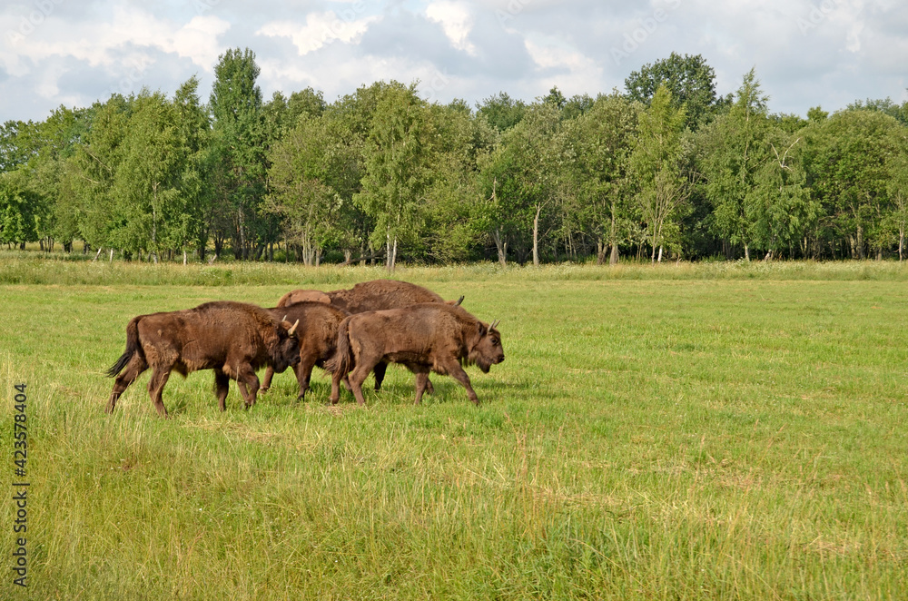 A large wild Eurasian ox that was the ancestor of domestic cattle. Bison in an open space on a pasture. Wildlife watching