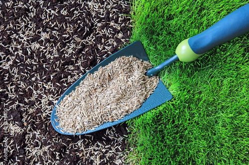 Fotografia Grass Seeds On A Garden Trowel And Sown Seed On Prepared Soil.
