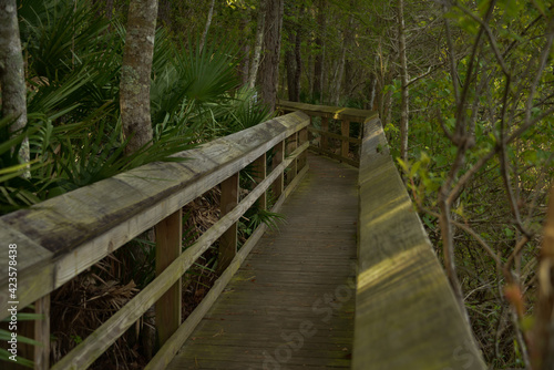 Wooden boardwalk along blueberry trail at University of Northern Florida