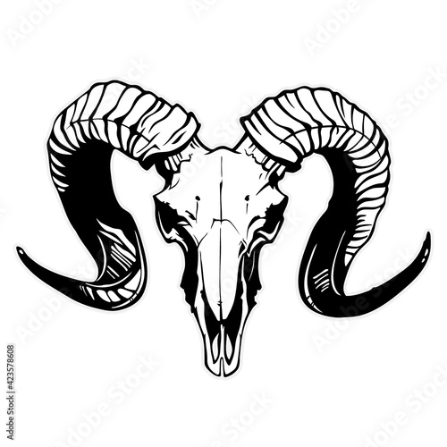 mountain goat skull with black horns