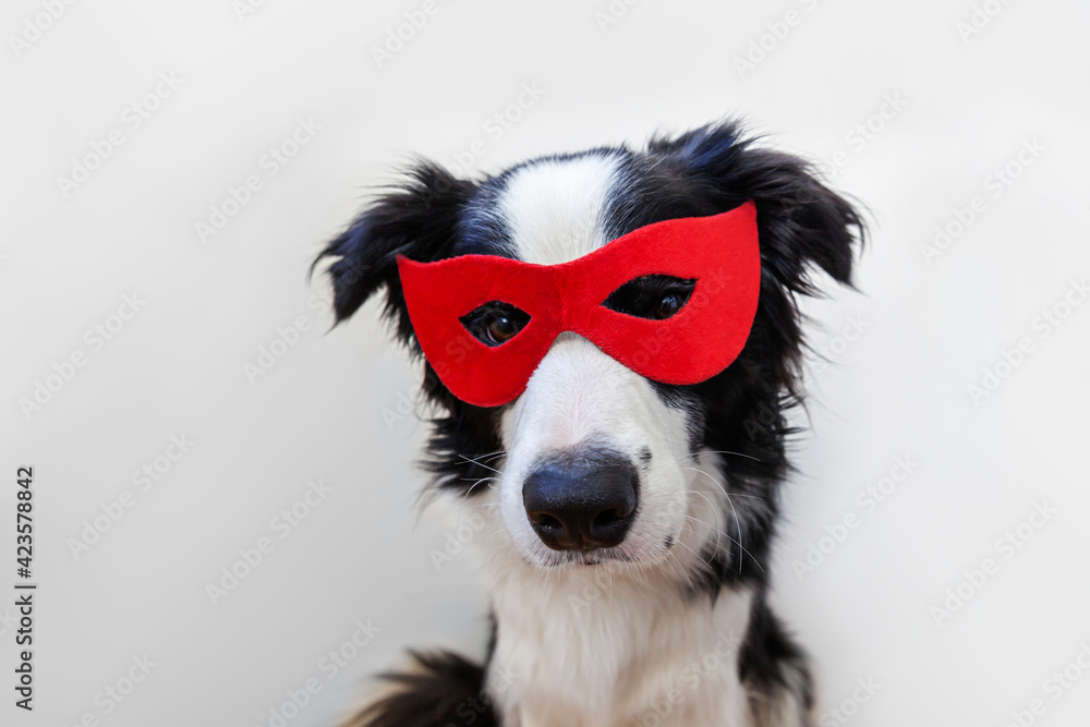 Fototapeta premium Cute puppy dog with funny face border collie in superhero costume isolated on white background. Puppy wearing red super hero mask in carnival or halloween. Justice help strenght concept.