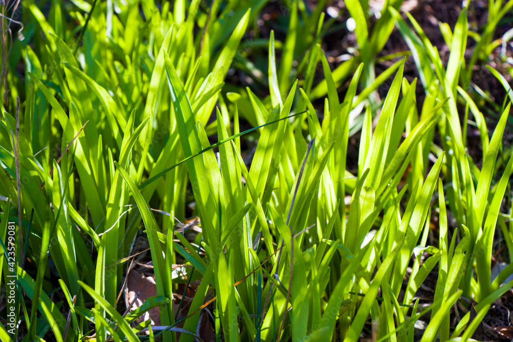 Obraz premium Green grass background, sunlight and green color, shadows and lights