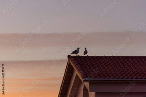 Silhouette of two seagulls standing on the rooftop 