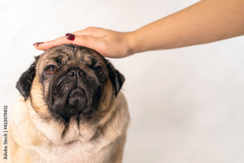 Portrait of beautiful pug on white background. Close up of unknown female hand strokes cute dog.