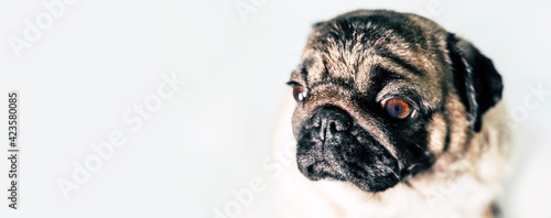 Portrait of beautiful pug on white background. Close up of cute snout of dog.