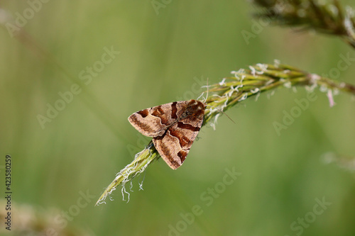 A Yellow Underwing moth resting on a grass seed head in full sun. Scientific name Noctua pronuba.
