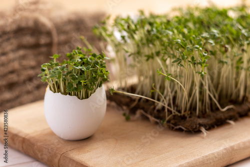 Fresh micro greens on a wooden table. Microgreens of arugula and cress.