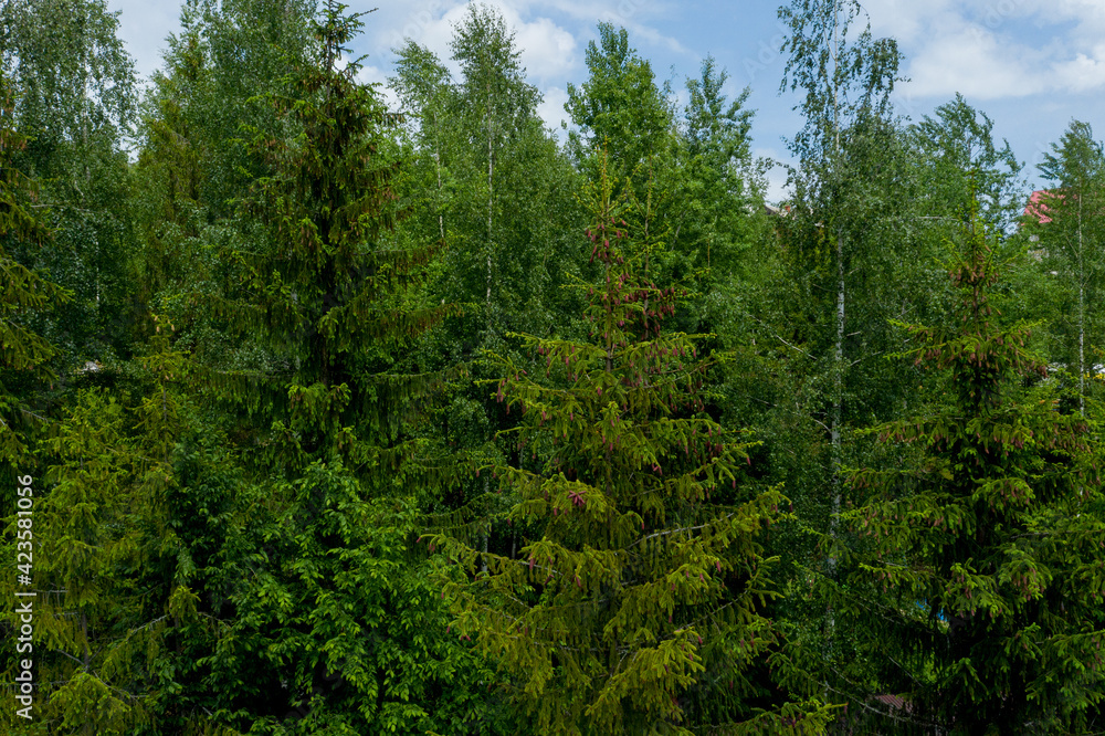 Young growing spruce blossom on a tip of branch spring, beautiful new cones in spruce Young growing spruce blossom on a tip of branch spring, beautiful new cones in spruce