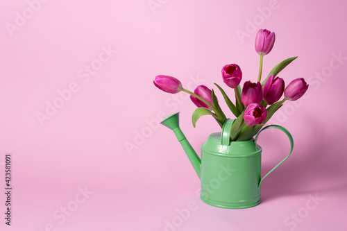 Fototapeta Naklejka Na Ścianę i Meble -  red tulips in a jug on white background