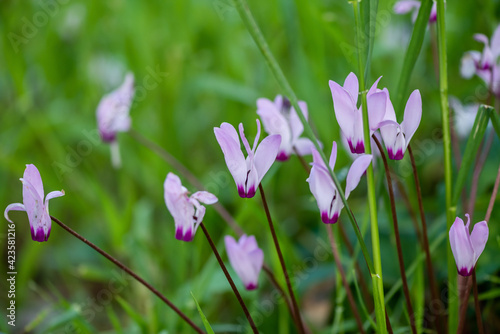 Cyclamen Persicum in an early spring morning in a park near Kokhav Yair, Israel.  photo