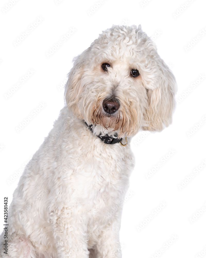 Adult labradoodle sitting looking at the camera isolated on a white background with space for text