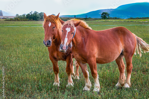 caballos marrones pastando en prado verde