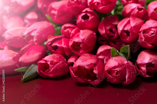 Closeup of beautiful red Tulip flowers on a red background. Spring-summer holidays celebration