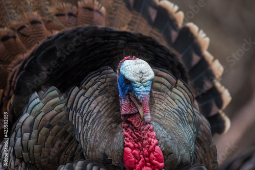 A male wild turkey in full strutting display