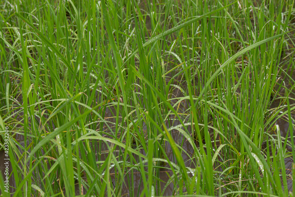 Obraz premium Indonesien: Im Reisfeld