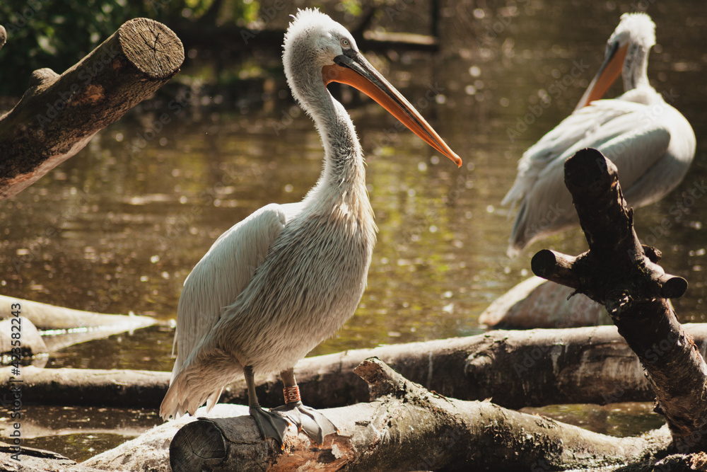 Fototapeta premium Pelican on a rock, big bird in nature