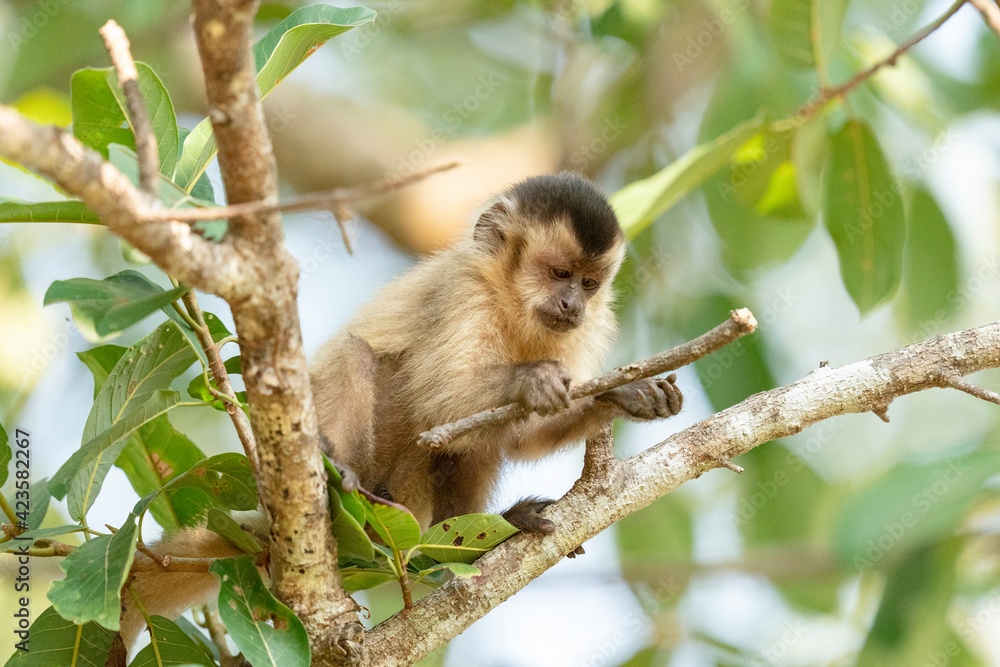 Fototapeta premium Hooded capuchin monkey (Cebus apella cay)