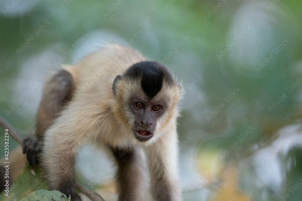 Obraz premium Hooded capuchin monkey (Cebus apella cay)