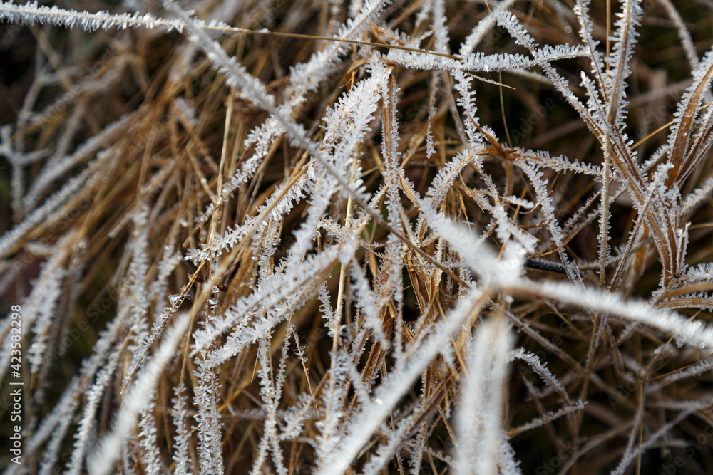 Obraz premium Frosting. Hoarfrost on the dry grass.