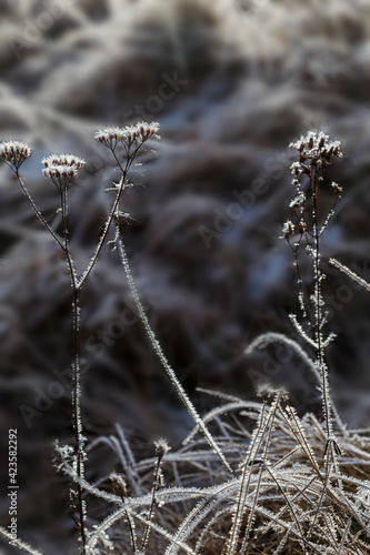 Gray winter in the meadow. Frosting on dry flowers.