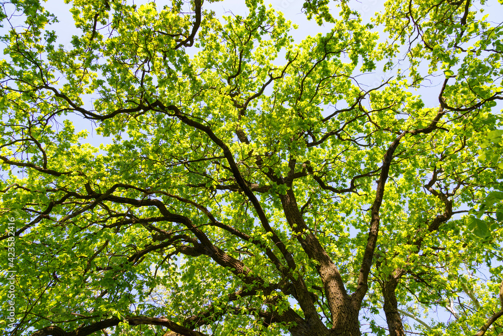 Oak leaves on tree at summer. Oak leaves on tree at summer.