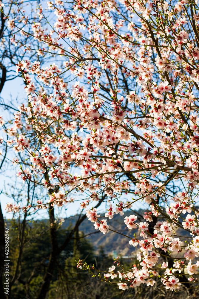 Almond tree flowers and branch, spring tree view Almond tree flowers and branch, spring tree view