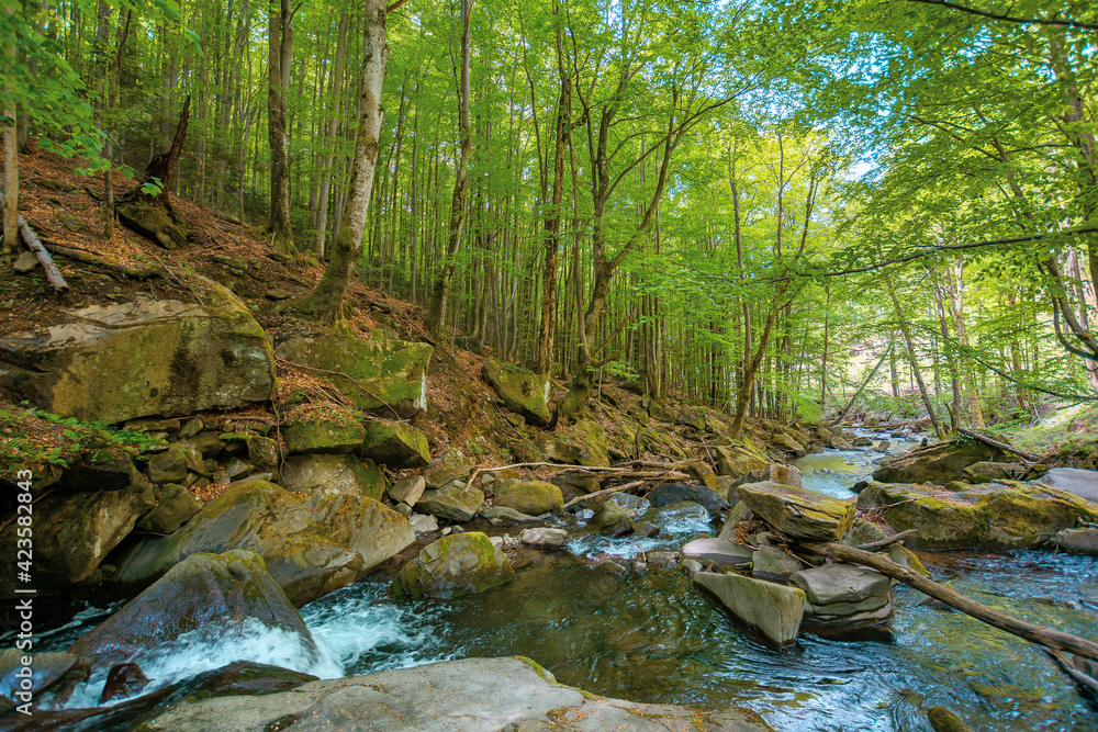 Obraz premium mountain stream runs through forest. spring nature scenery on a sunny day. rapid water flows among the rocks. beech trees on the shore in lush green foliage