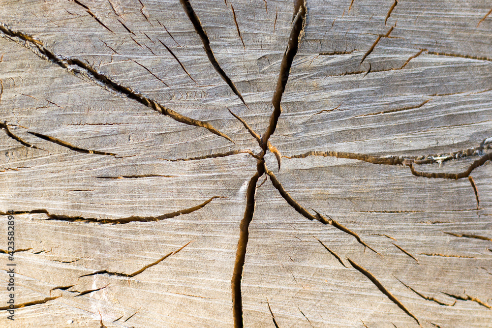 Wooden background, Cut tree pattern. Texture of cut and dry tree. Cracks on the wooden background. Wooden background, Cut tree pattern. Texture of cut and dry tree. Cracks on the wooden background.