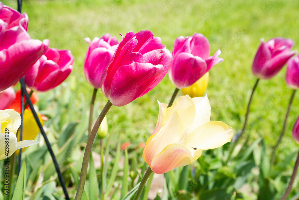 A series of pink and yellow tulips in a green flowery meadow. Central focus, subject on blurred background. Perfect shot for tulips, spring and flowers.
