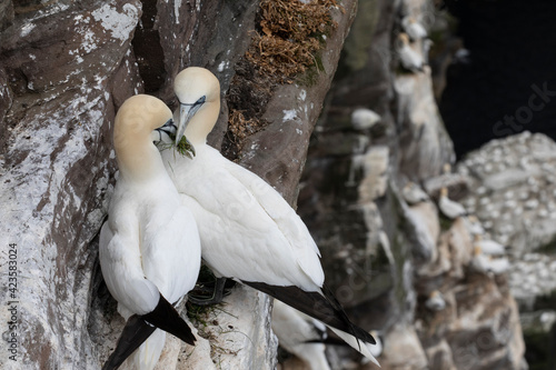 Φωτογραφία A northern gannet rest along a cliff in Shetland Islands.