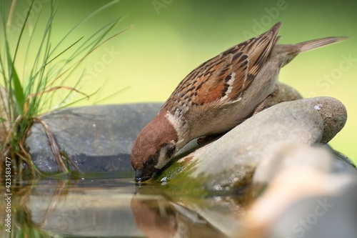 Tree sparrow (Passer montanus) drinks water.