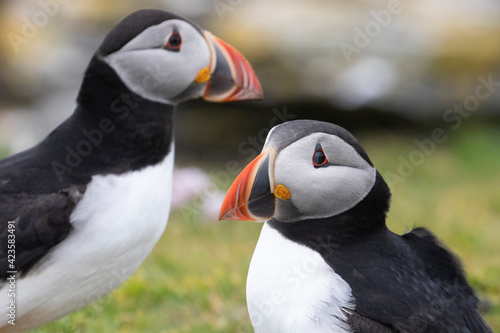 Two puffins with colourful beaks.