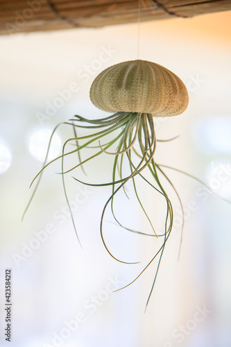Air plant in a shell looking like a jellyfish