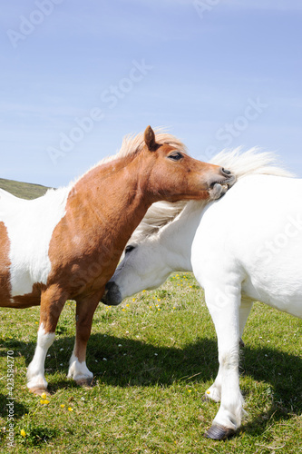 Two Shetland ponies rubbing each others necks.