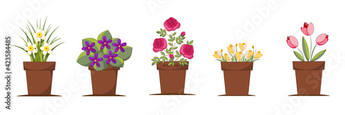 Set of different species of garden flowers in flowerpots isolated on white background. Daffodils, violets, roses, crocuses, tulips.