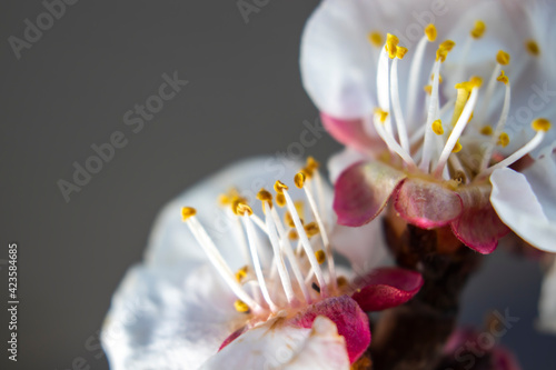 cherry blossom, isolated on background, macro photo